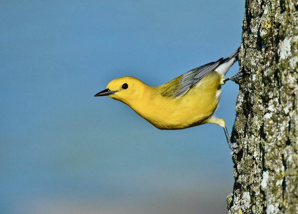 Prothonotary Warbler by Wildreturn is licensed under CC BY 2.0.